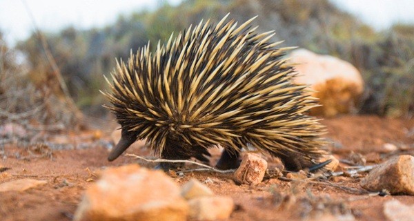 7[-]loài[-]động[-]vật[-]có[-]gai[-]"nhọn[-]hoắt"[-]đáng[-]sợ[-]9